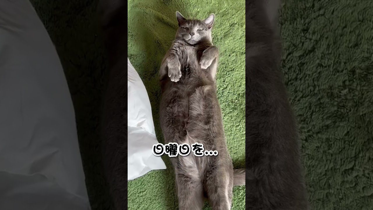 【ロシアンブルー】めろん、お見事なへそ天😊【猫】#shorts