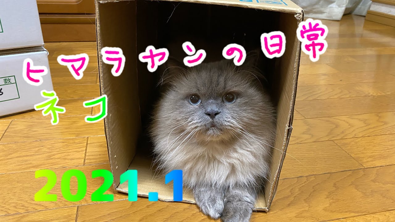 【Cat & Dog】ヒマラヤンの日常
