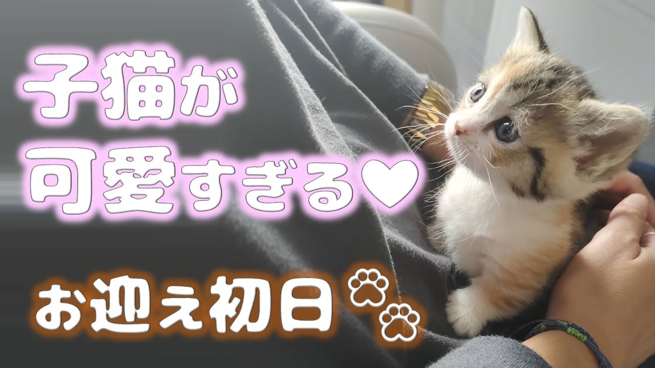 お迎え初日子猫が可愛すぎた【お嬢の猫日記 / OJO- CAT DAILY】