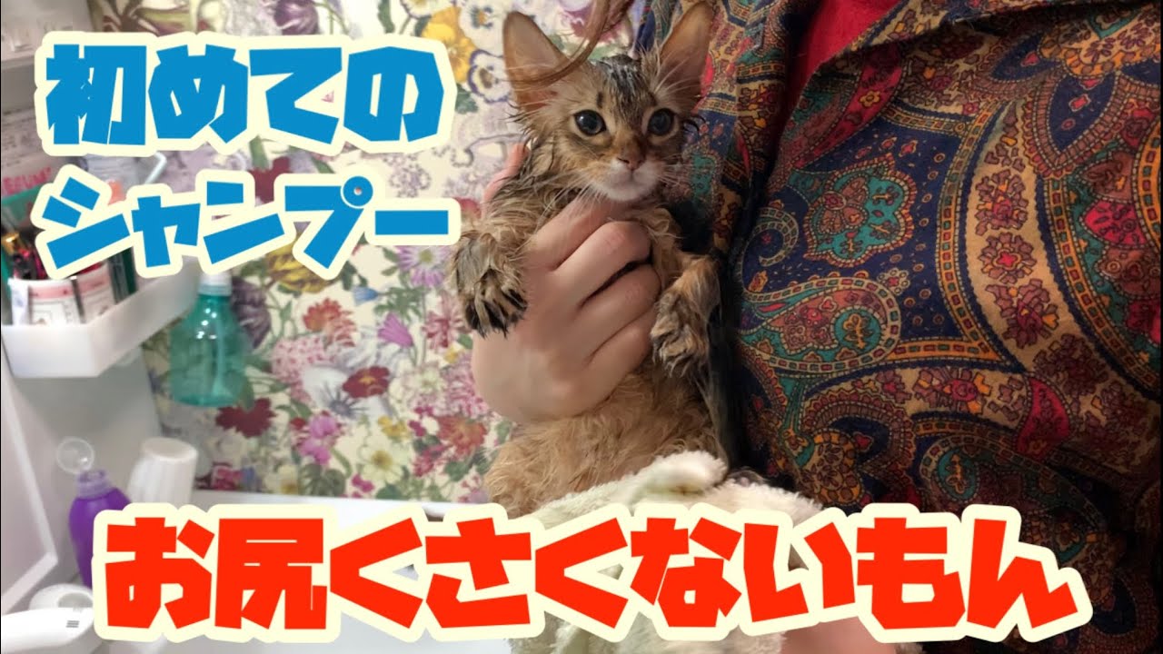 【子猫のお風呂】初めてシャンプーされるソマリの子猫／bathe my cat