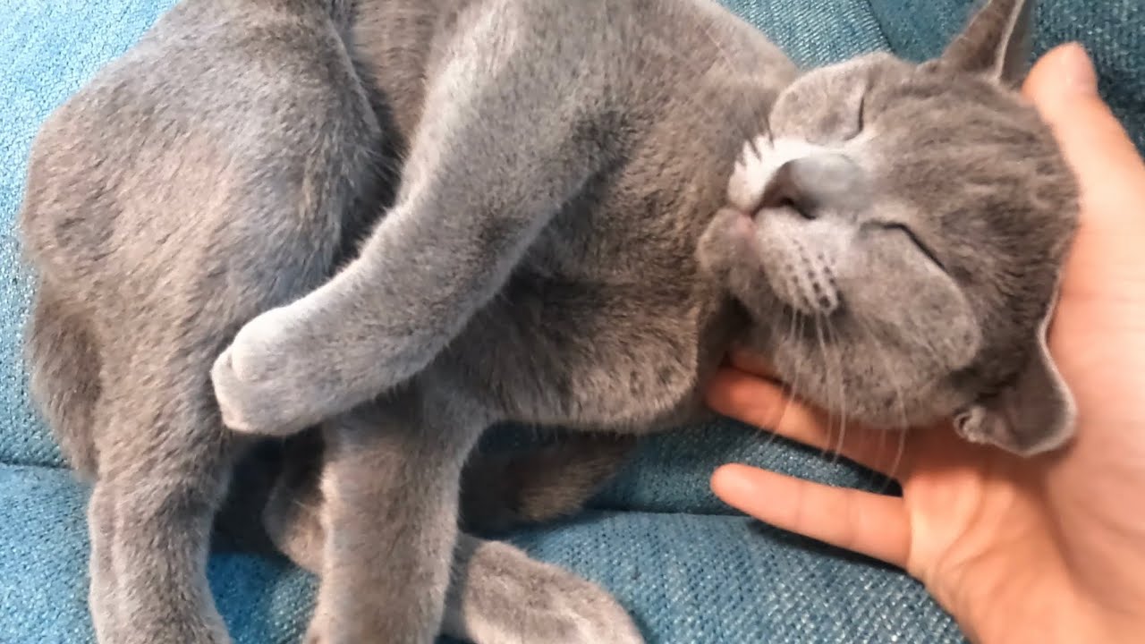 いつにも増して甘えん坊がひどいロシアンブルー猫