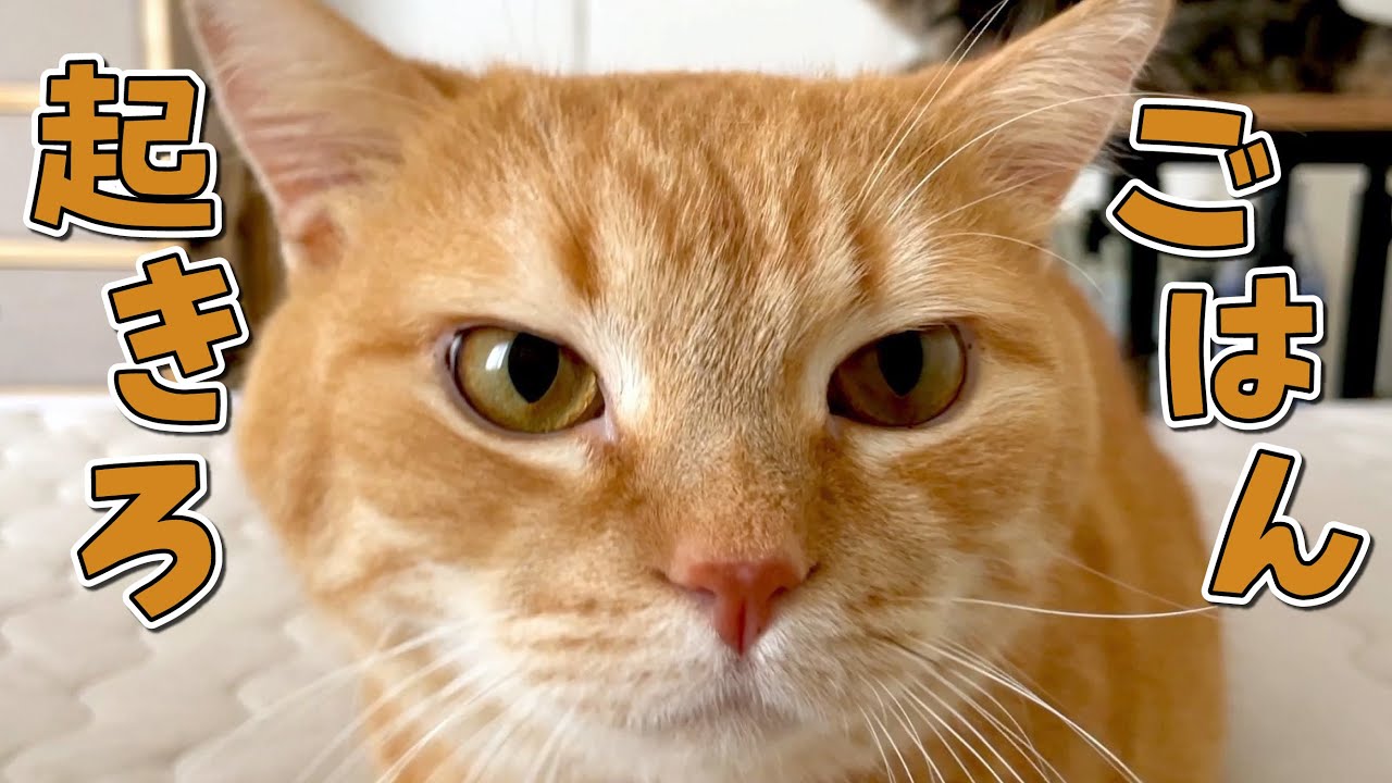 早朝に目が覚めてしまった猫があの手この手で起こしてきます…！