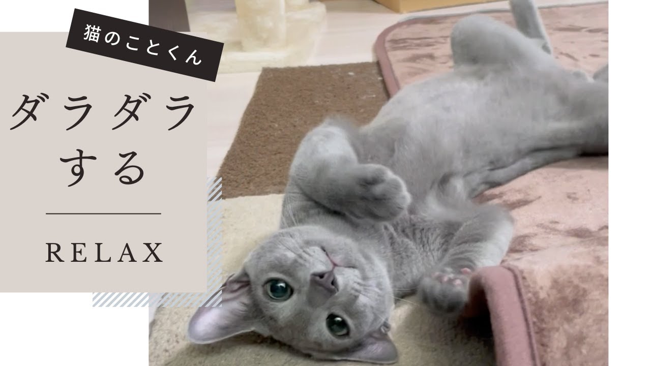 ダラダラ過ごしている仔猫はこちらです【ロシアンブルーこと】