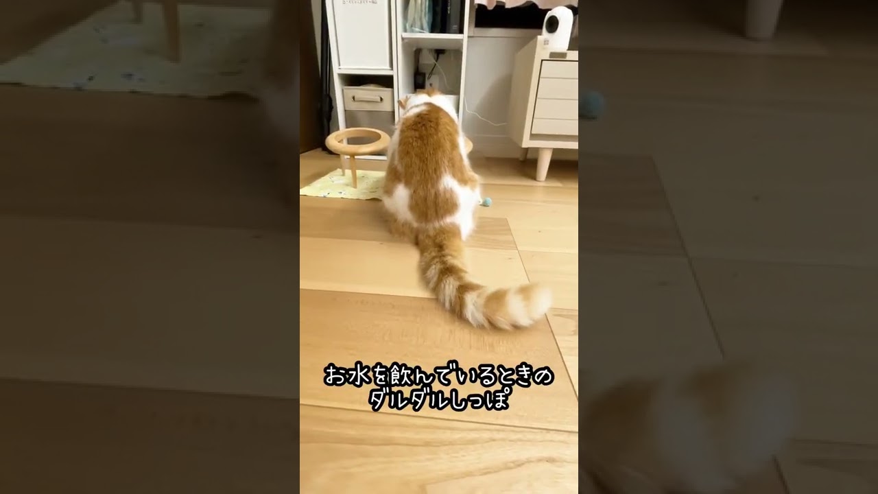 しっぽは語る【短足マンチカン】