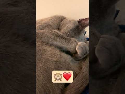 #ロシアンブルー #癒し猫動画 #しっぽ吸い
