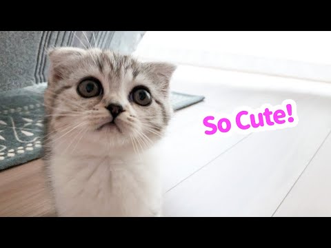 無邪気すぎる！子猫時代のかわいいダイジェスト［スコティッシュフォールド・ぐう］