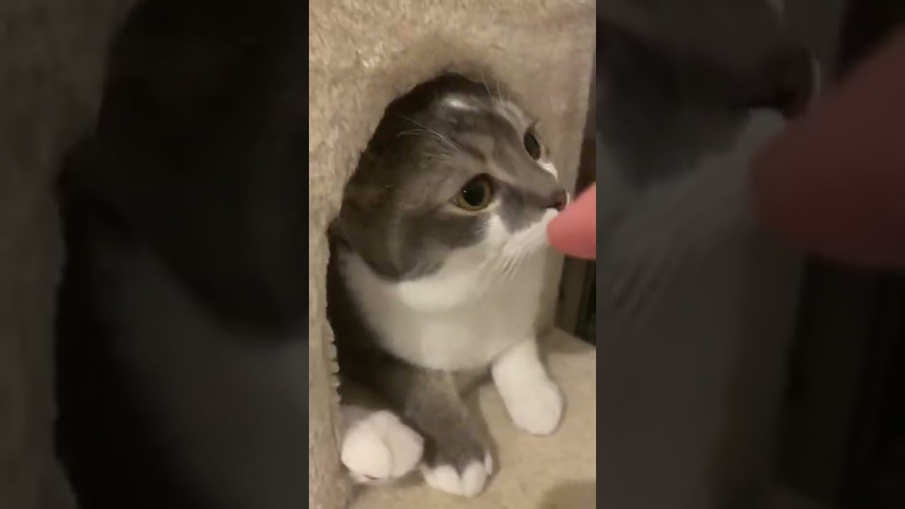 指をクンクンしてくれるたぴさん【アメリカンカール子猫】