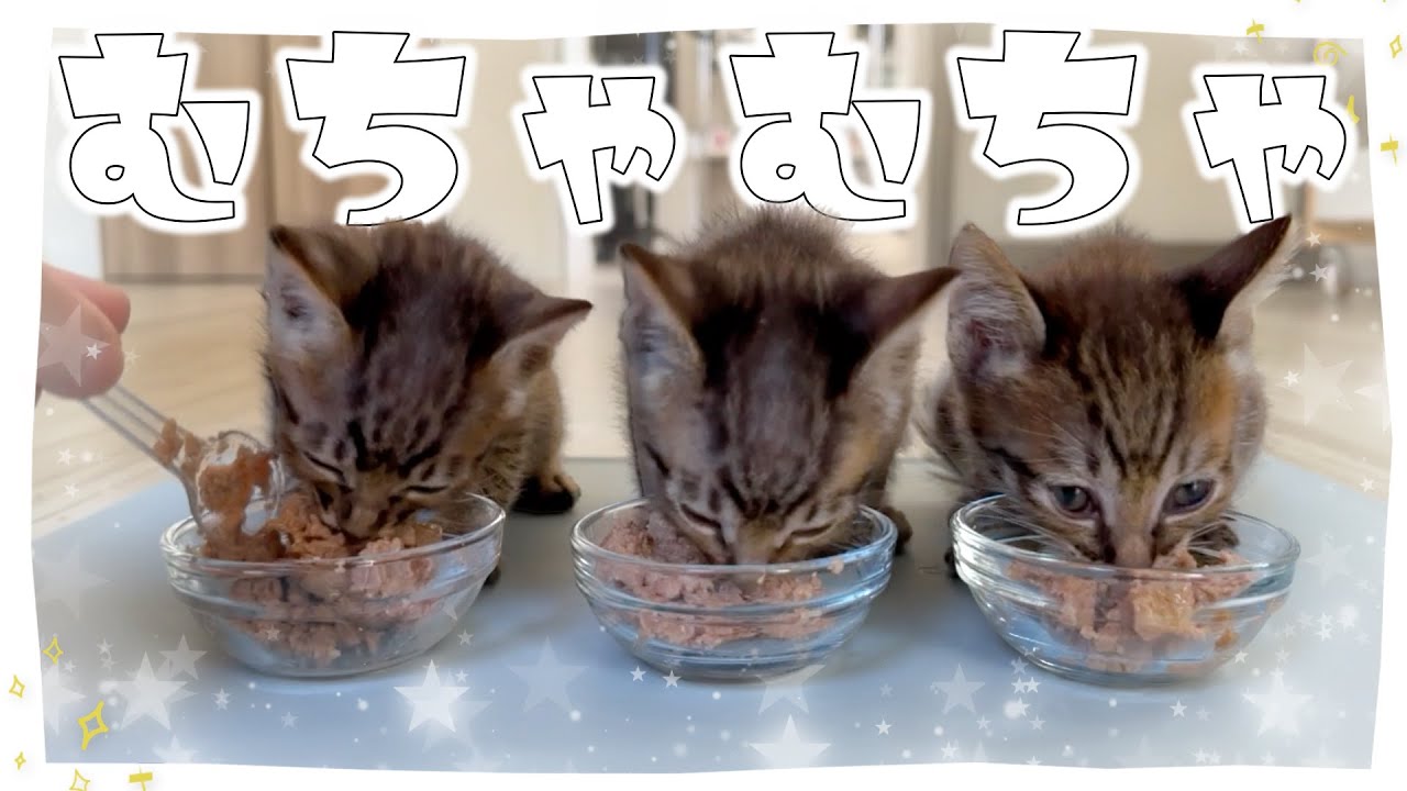 【天最高】子猫の離乳食　咀嚼音はなぜ心地いいのか？大きめの食べてる音をBGMなしでどうぞ【保護猫生活35日目】