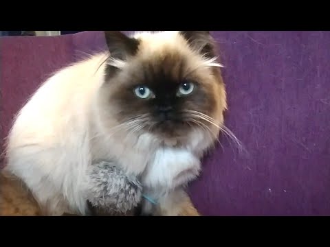 【興奮】またたびをかけた猫じゃらしで遊ぶヒマラヤン A cat playing with a  toy with silvervine   #Shorts