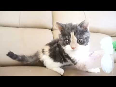 セルカークレックス子猫　2022.9.30産まれ 　ブラウンパッチドタビー＆ホワイト　女の子　シーダキャット猫のお店　Selkirk Rex