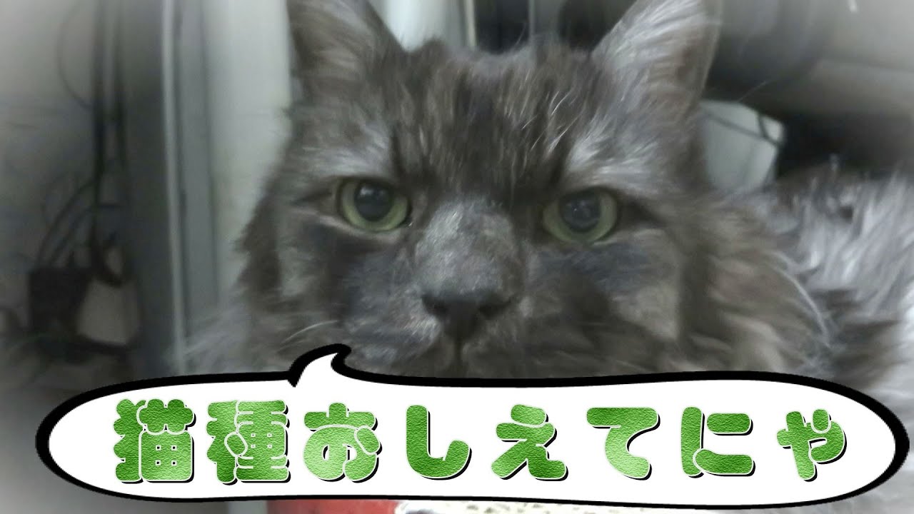 猫種不明猫　猫種教えてください！