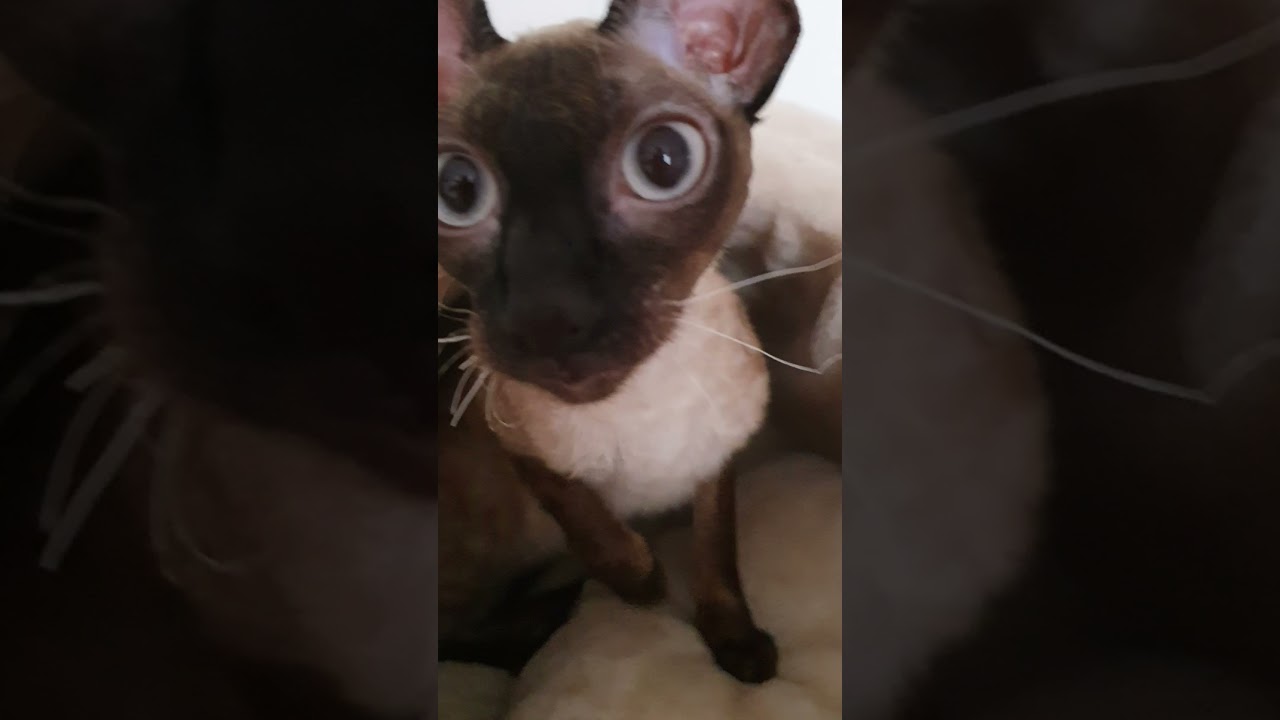 Cornish Rex girl is my sweetheart!