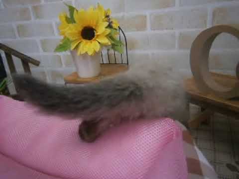 543151 ヒマラヤン