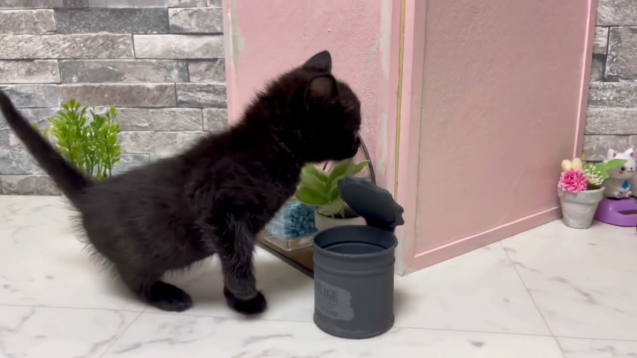 【ナナハチ’s ROOM】ボンベイの男の子② 20220206