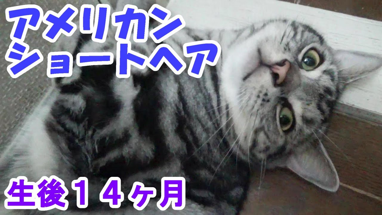 生後14ヶ月の様子と変化　（アメリカンショートヘアのソラ）