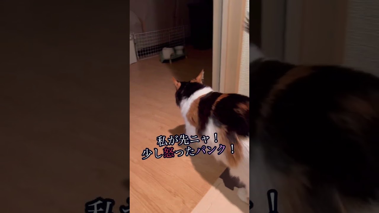 先におかえりしたらパンクが拗ねちゃった😅 #shorts #メインクーン #きじとら猫