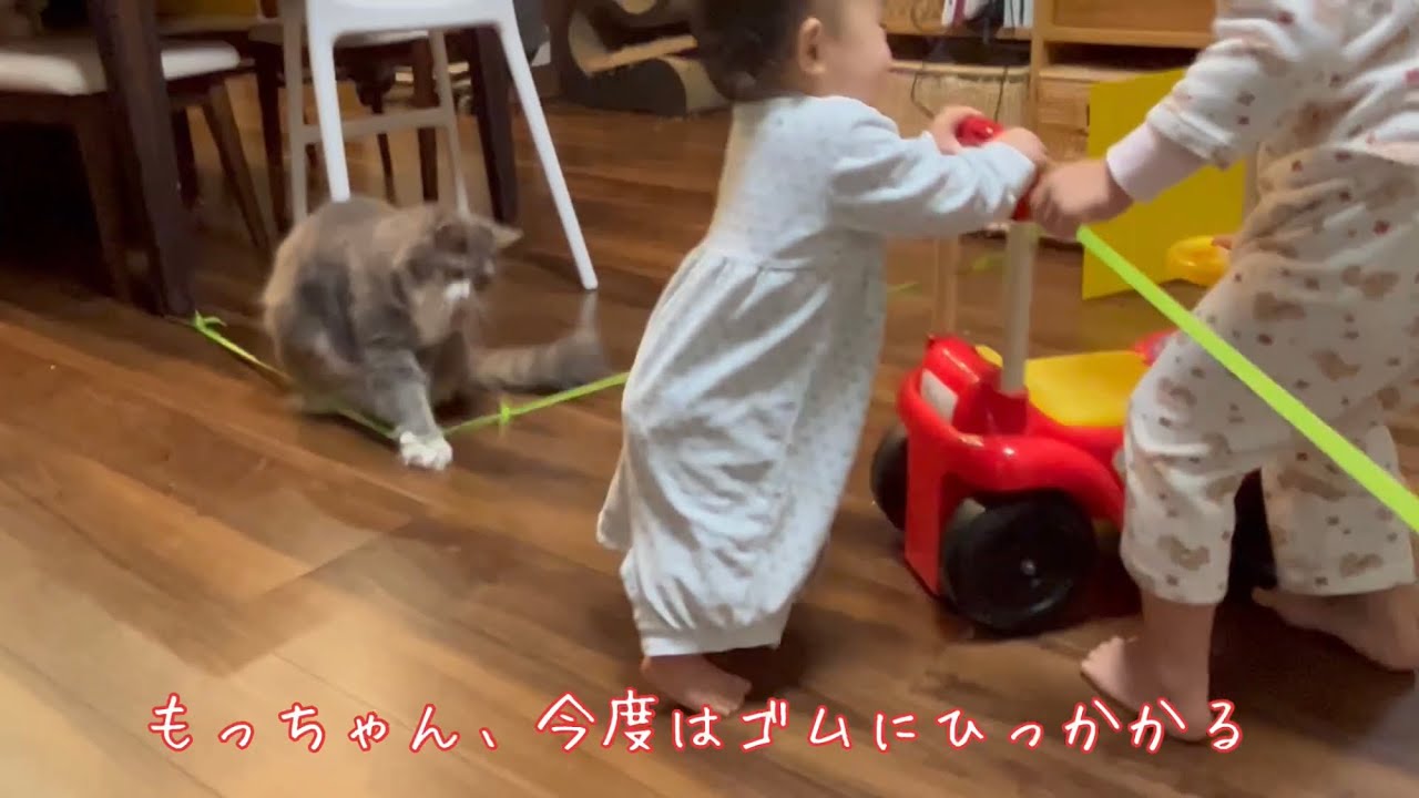 ゴム紐を使ってジャンプの練習をするお姉ちゃんとそれを邪魔する赤ちゃんと猫　ノルウェージャンフォレストキャットBaby and cat disturbing sister's jump practice