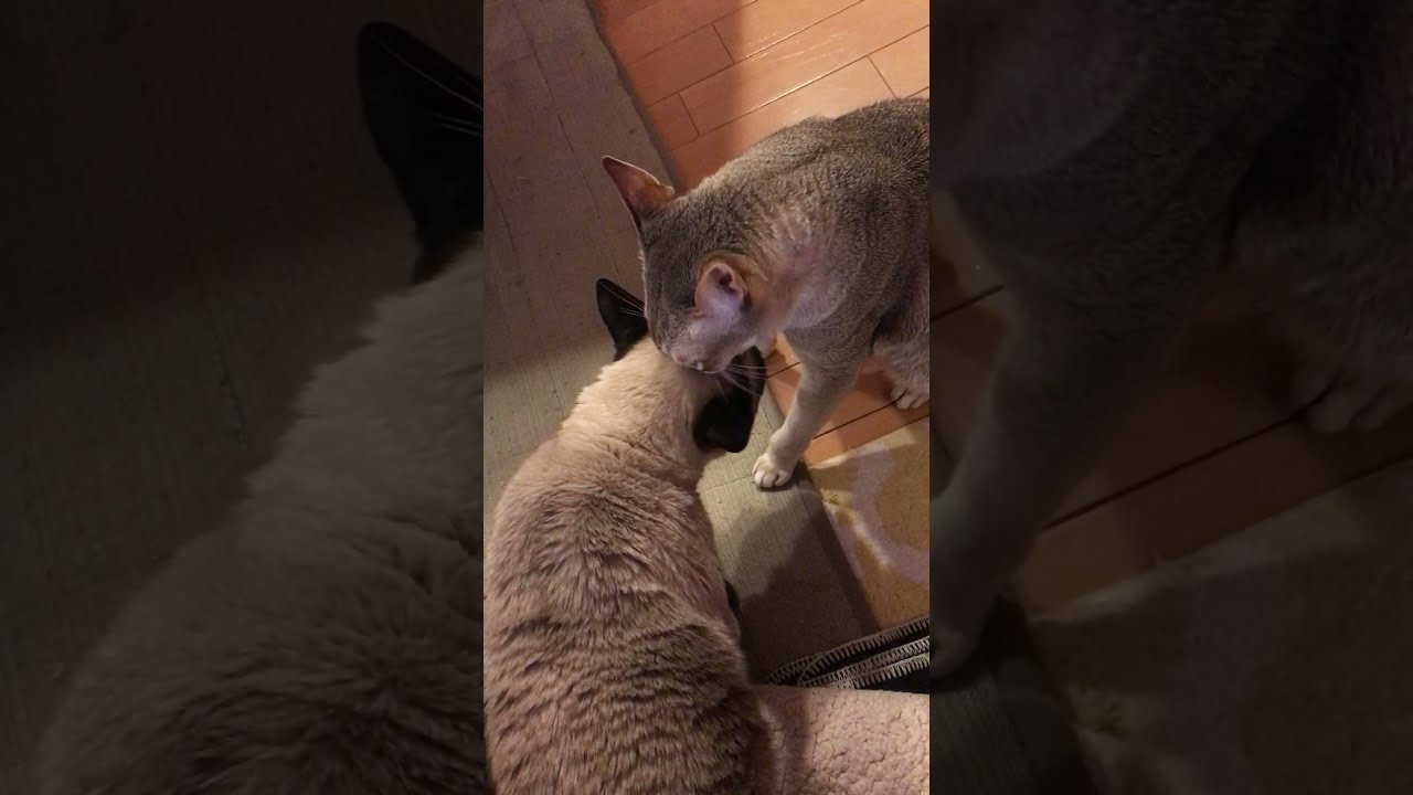 ガブガブしすぎて怒られるシンガプーラなのにゃ♪