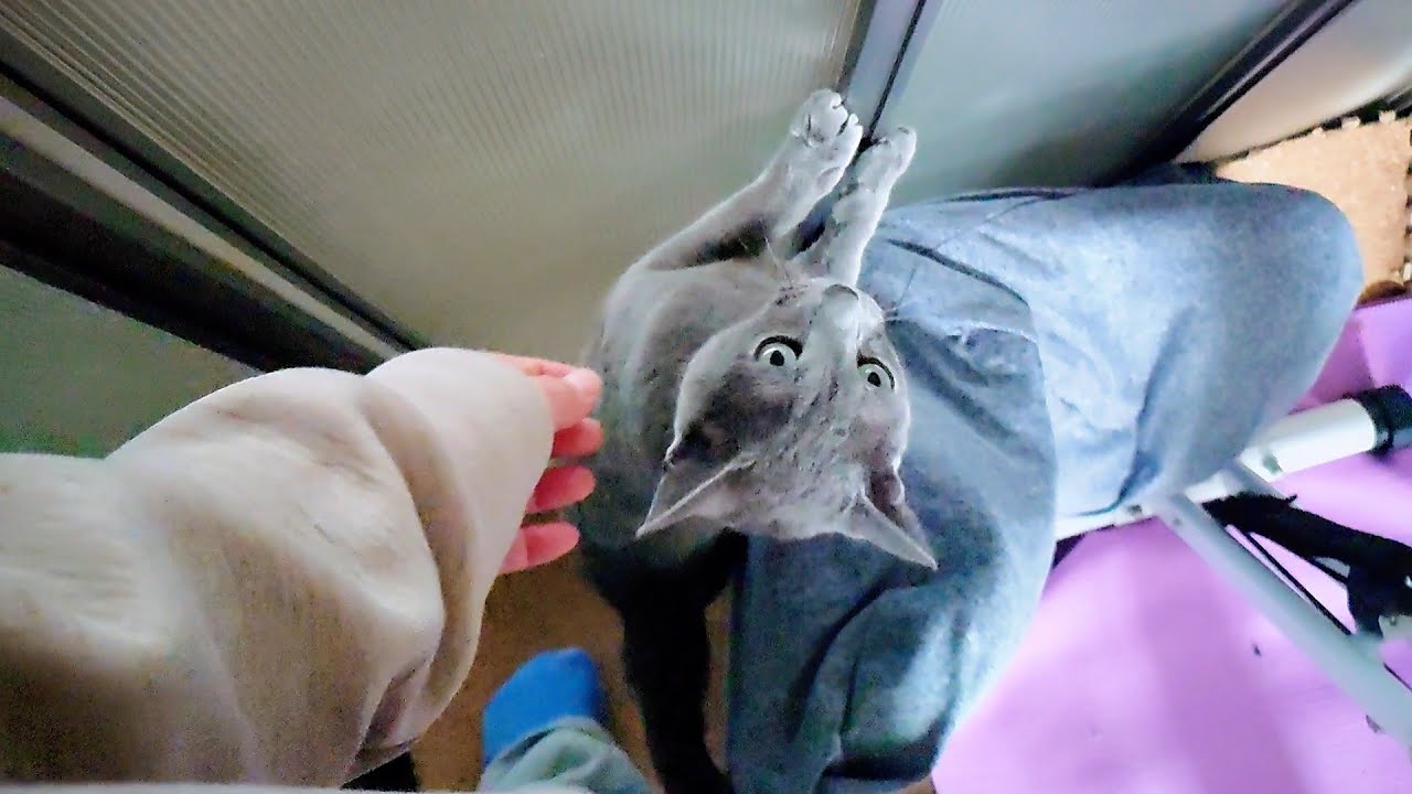 【猫動画】嫁とロシアンブルーの扉の前での攻防戦【russianbule】Fighting with my wife in front of the Russian Blue door