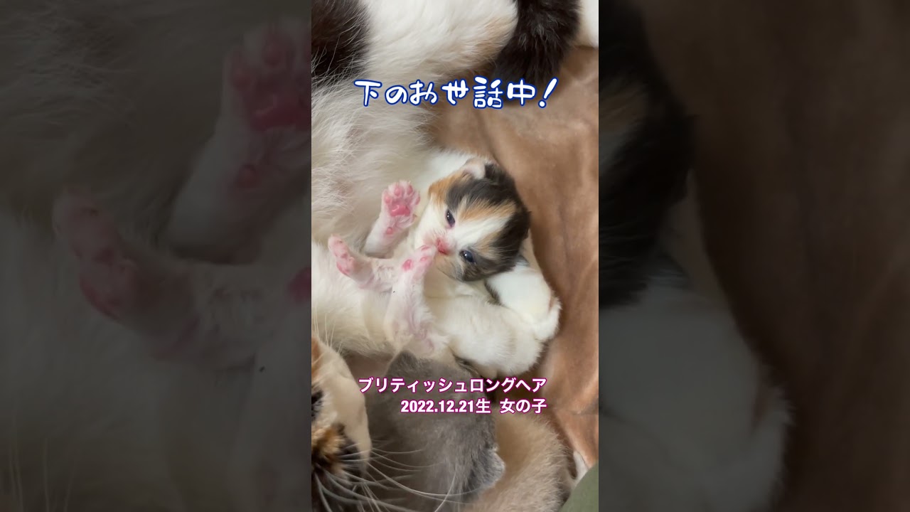 【ブリティッシュロングヘア子猫】2022.12.21生まれの三毛猫ちゃん#shorts