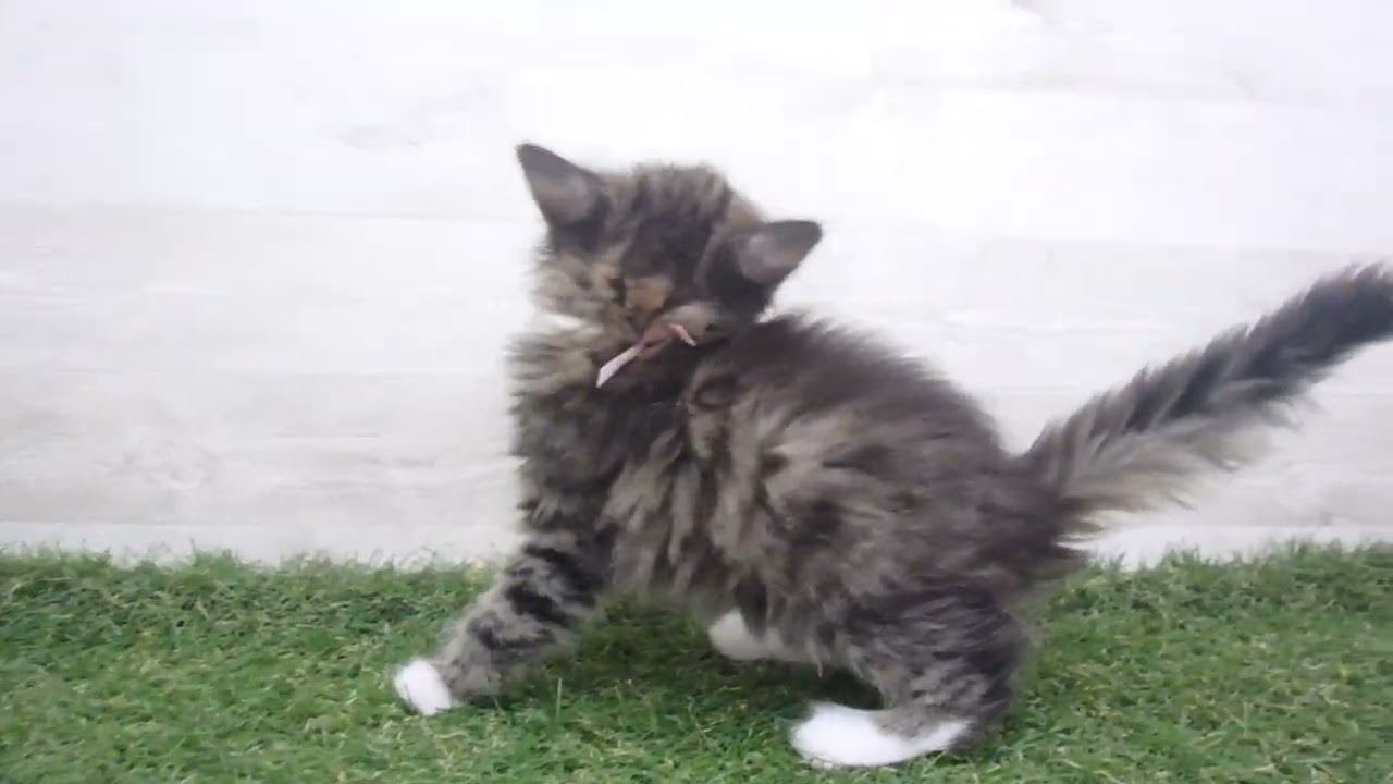 Coo&RIKU　No00615047 ノルウェージャン・フォレストキャット