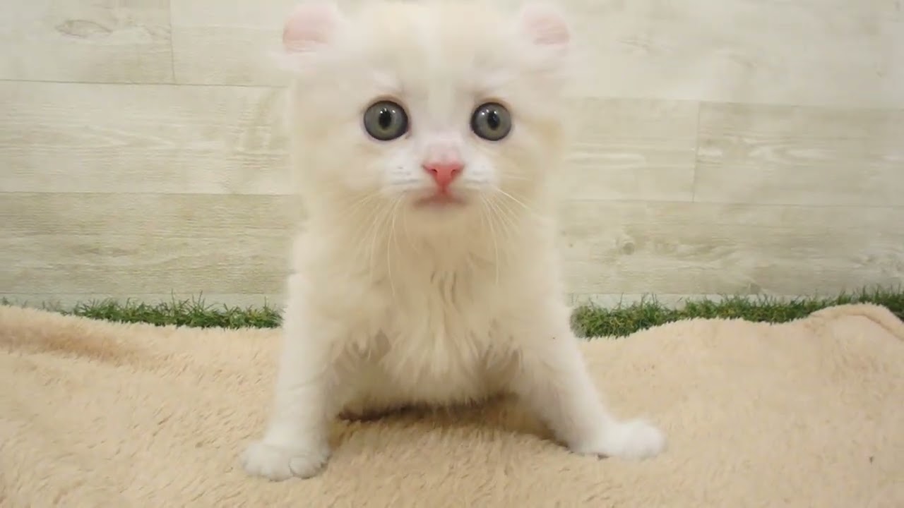 Coo&RIKU　No00583831 アメリカンカール