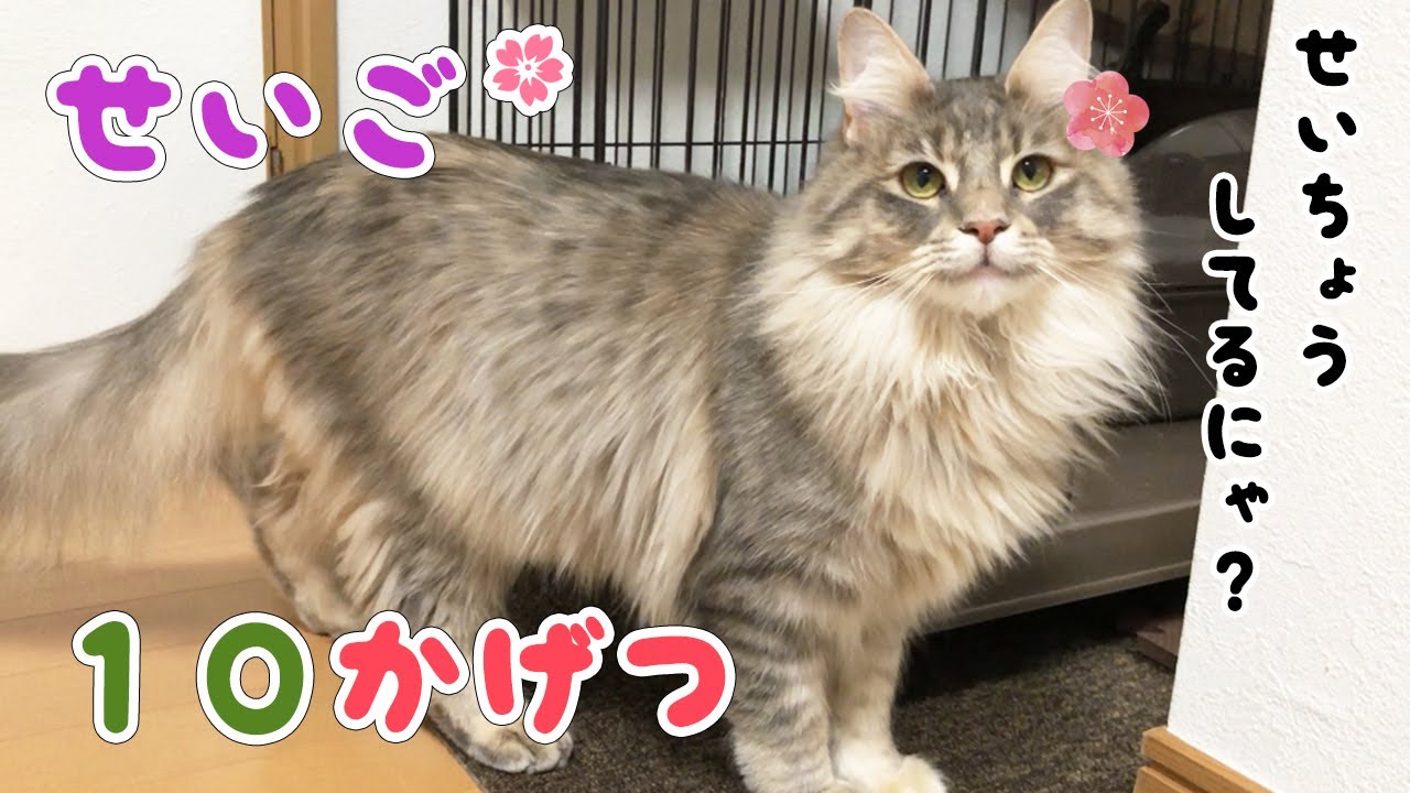 生後10ヶ月突破🌸メインクーン♀の体重と大きさは？【猫 ヤスミン】