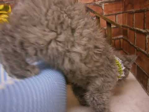 532946 セルカークレックス