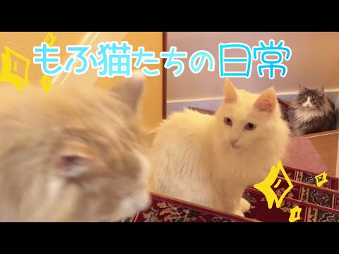 【日常】怒るターキッシュアンゴラとビビるノルウェージャンフォレストキャットw