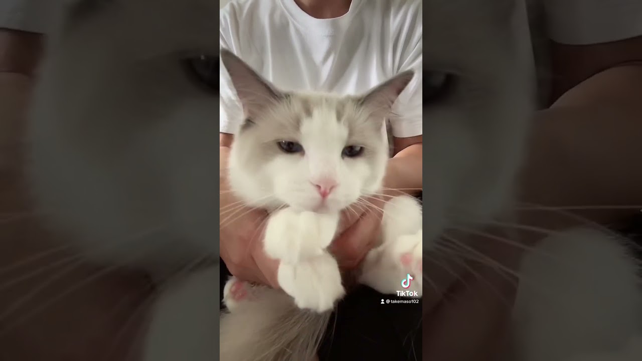 ラグドールの特徴3選