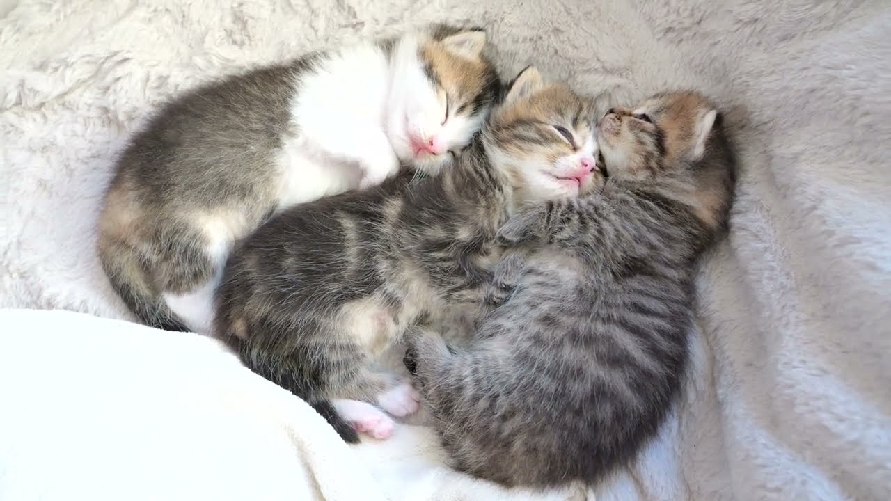 Sister cat Kiki is worried about kittens' weight