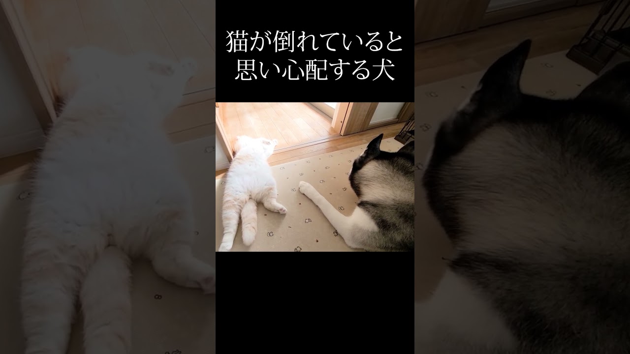 子猫が倒れていると思い心配する犬がこちら...#shorts