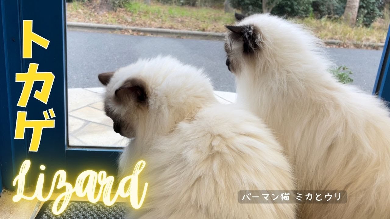バーマン猫ミカとウリ【トカゲ】lizard（バーマン猫）Birman/Cat