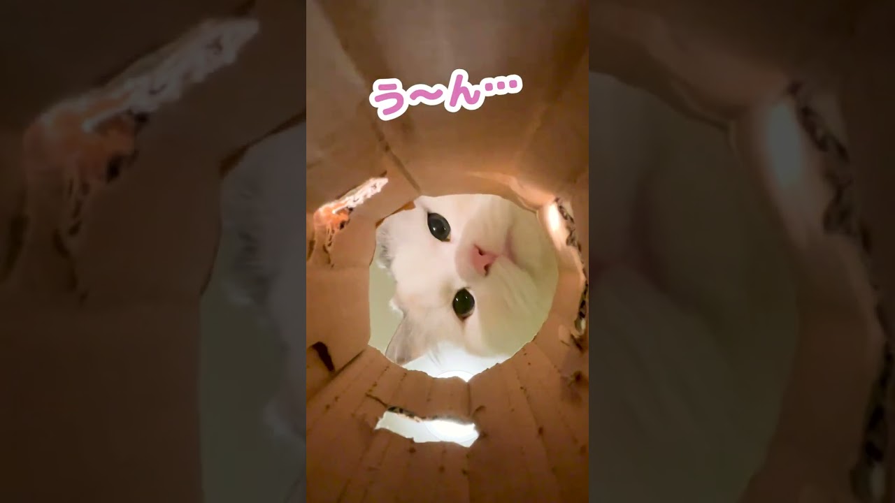 筒と戦う猫達がコチラ #Shorts