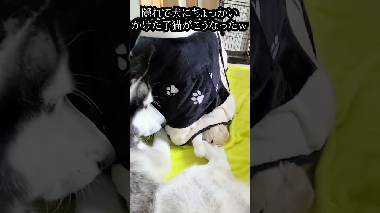 隠れて犬にちょっかいかけた子猫がこうなりました...笑#shorts