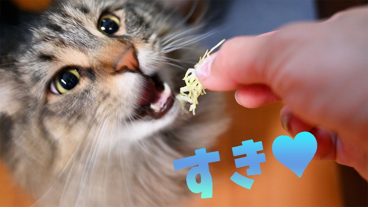もうすぐ３歳になるメインクーンはボール遊びとキャベツが大好き！はっさく君の好きな所はどんなとこでしょうか？