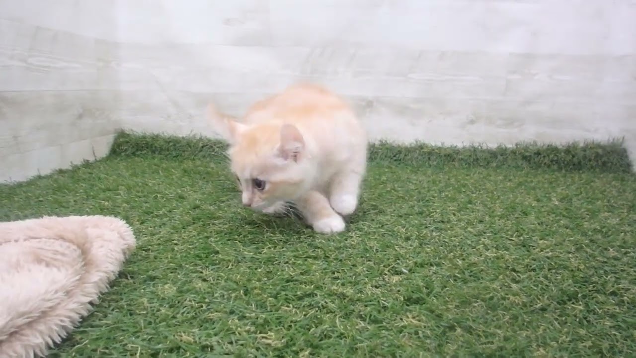 Coo&RIKU　No00586032 アメリカンカール