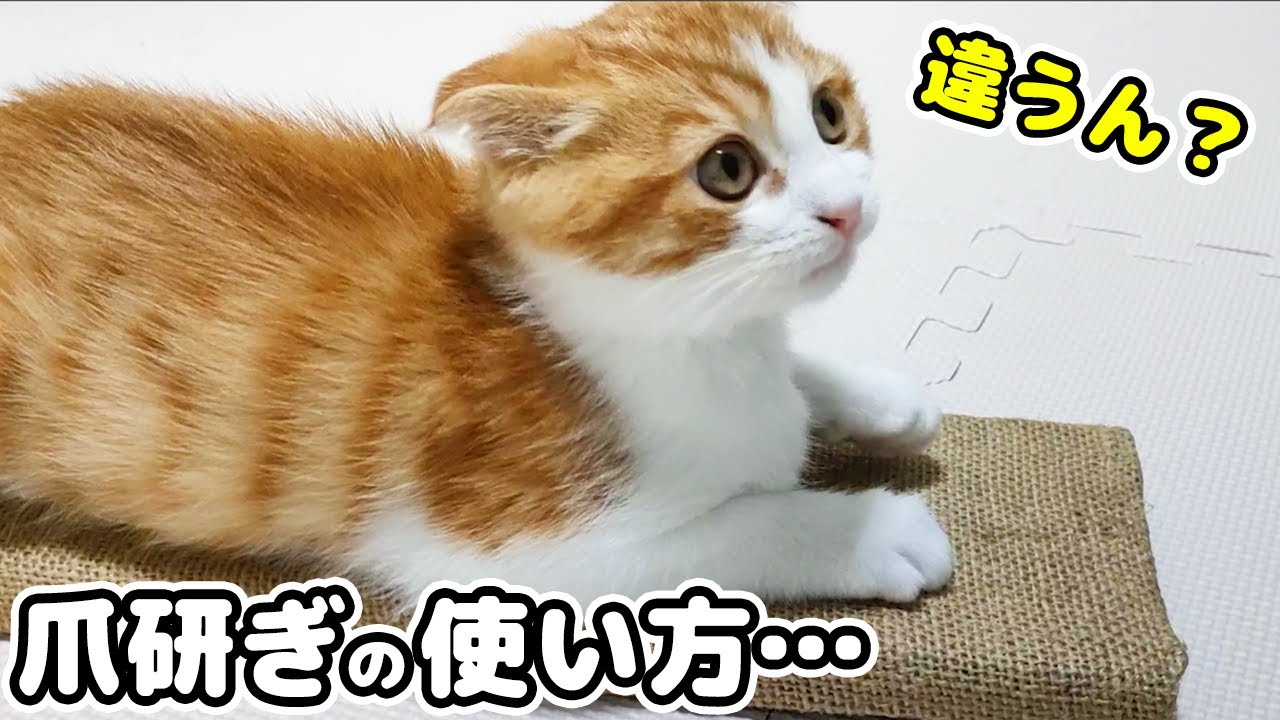 子猫に新しい爪研ぎをあげたら全く違う使い方をされました・・・。