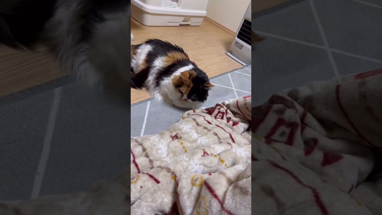 シャー連呼‼️犯人はもちろん… #shorts #メインクーン #きじとら