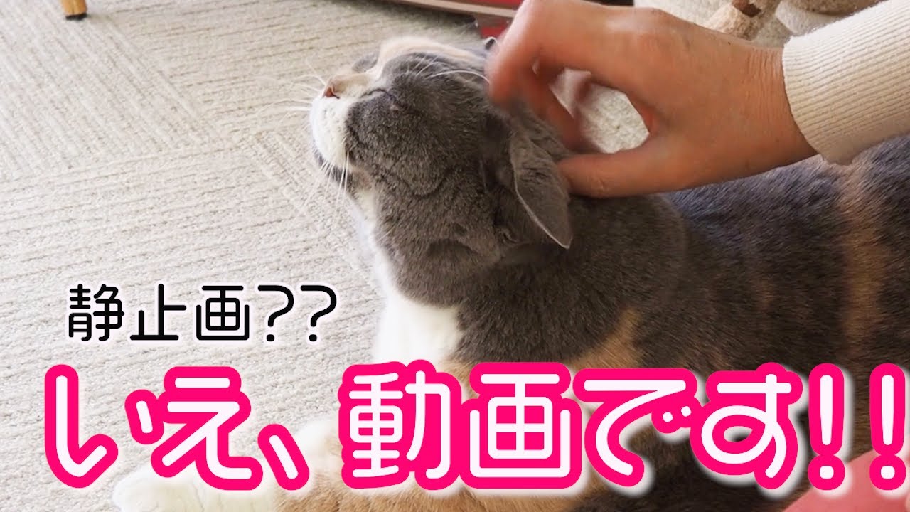静止画みたいに動かない猫｜セルカークレックス｜ブリティッシュショートヘア