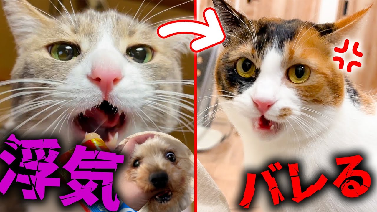 実家でひたすら犬や猫と浮気して帰ったら過去１番の浮気チェックを受けました…