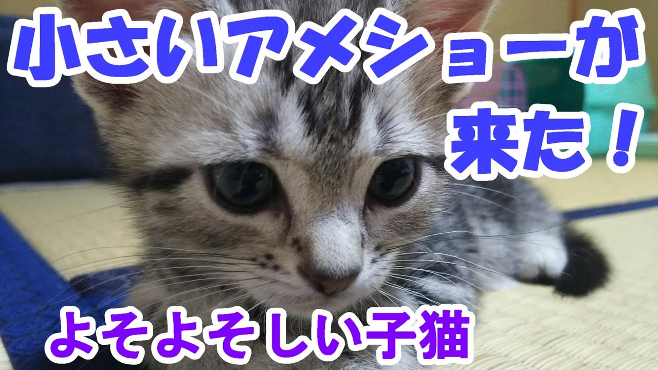 小さいアメショーがうちに来た！よそよそしく始まるアメリカンショートヘアとの暮らし