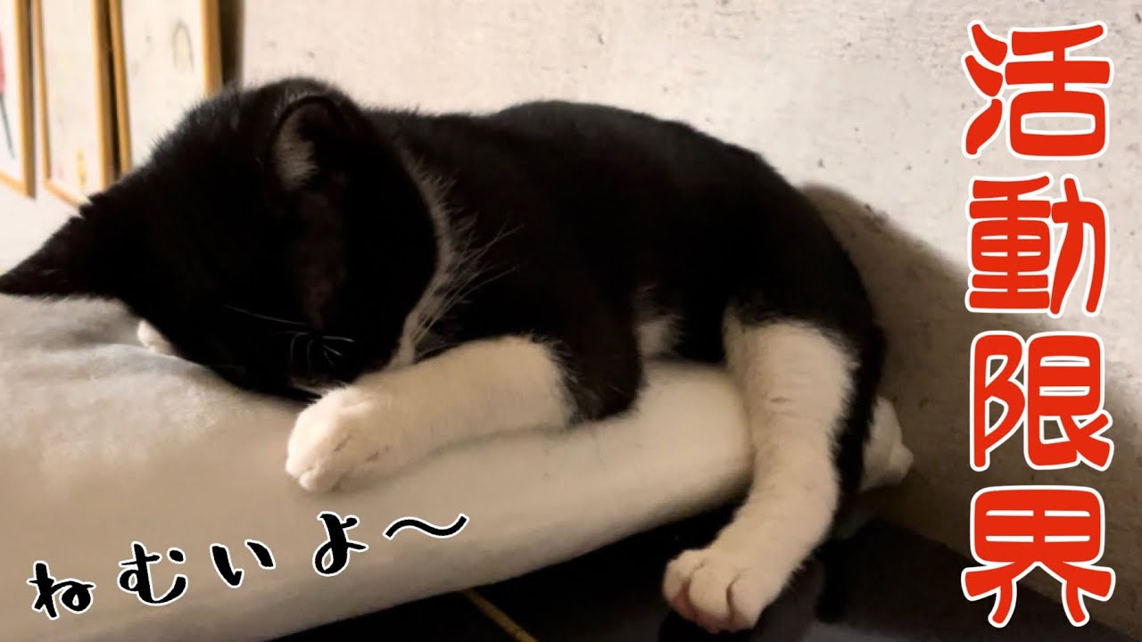 【子猫】激しく遊んでいたらぶっ倒れてしまいました…