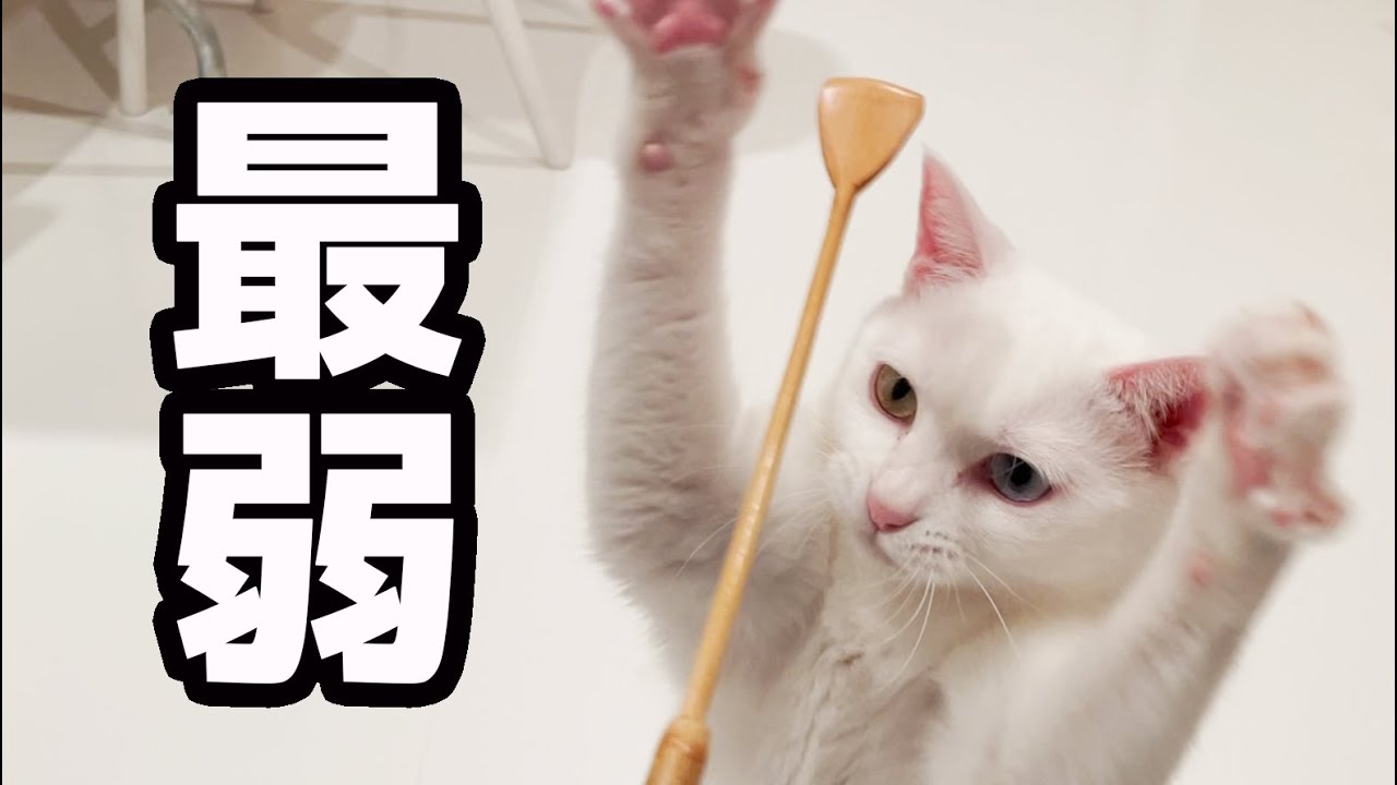 【猫界最弱】猫パンチがハグになっちゃう猫。笑