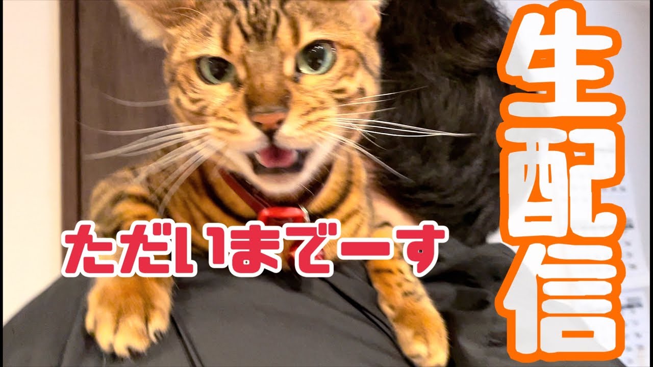 【ランチ生配信1/11】実家から帰りたての猫達による生配信📹