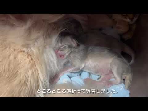 Somali Kitten 〜生後1日〜 ソマリの子猫
