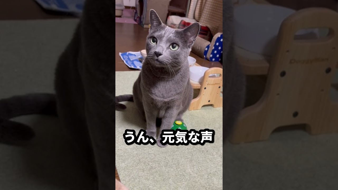 【ロシアンブルー】健気で可愛いめろんです😌【猫】#shorts
