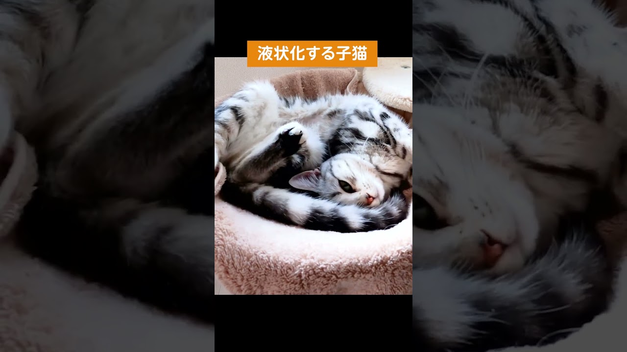 液状化する子猫【アメリカンショートヘアー】 #shorts #ねこのいる生活 #ねこ