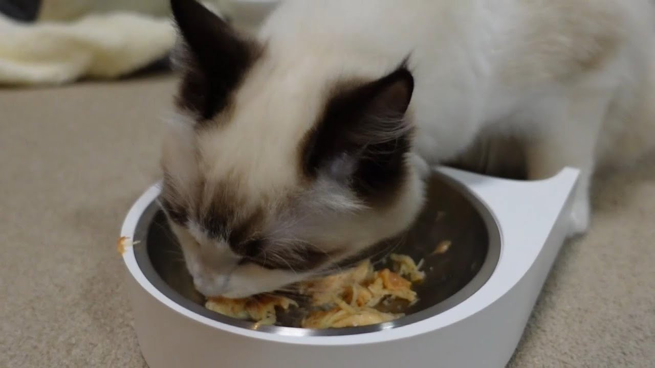 【ラグドール】ちゅーる料理にうれしさ爆発