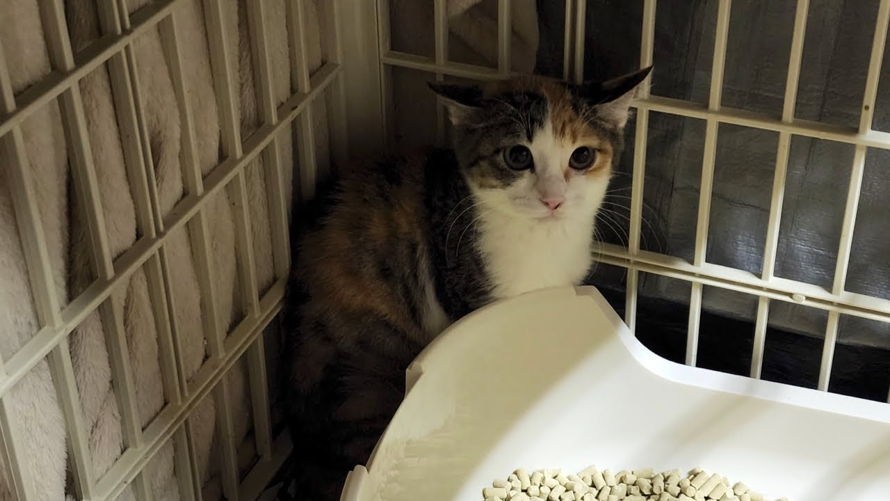 保護した子猫とお別れする事になりました。
